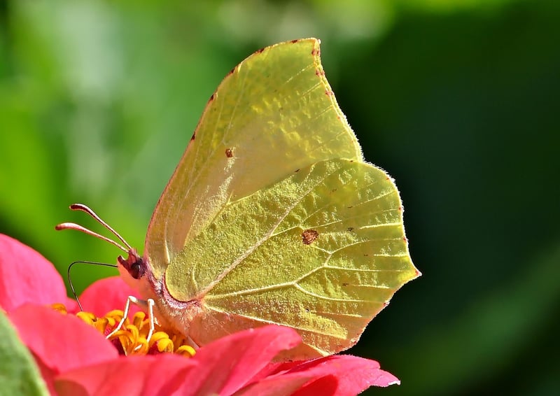 Butterfly in Garden